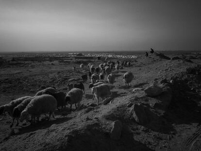Majmur, norte de Irak. 11 de diciembre de 2016. Un rebaño de ovejas pasa junto al campamento de desplazados internos de Debaga. Quienes huyen del Estado Islámico procuran llevarse consigo sus posesiones más valiosas. En el caso de un pastor, estas son sus ovejas.