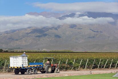 Dos trabajadores cosechan uva para la producción de vino en Mendoza, Argentina, en marzo de 2019.