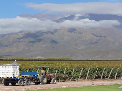 Dos trabajadores cosechan uva para la producción de vino en Mendoza, Argentina, en marzo de 2019.