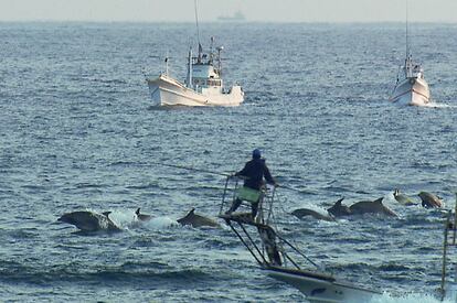 Decenas de barcos crean cada día una barrera de sonido para ahuyentar a los delfines. Así es como los conducen hasta la cala donde son seleccionados algunos y asesinados la mayoría.