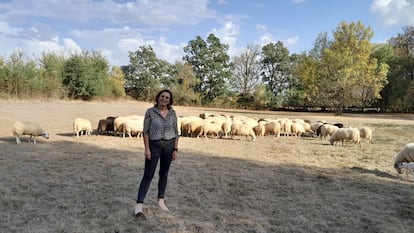 Andrea Cortinhas, ante un rebaño de ovejas churras gallegas mirandesas en Miranda do Douro (Portugal).