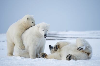 Tres osos polares en el Refugio Nacional de Vida Silvestre en el Ártico, en Alaska (EE UU), el 20 de septiembre de 2013.