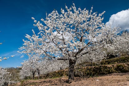 Los cerezos en flor en el Valle del Jerte.