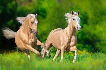 Dos caballos de la raza Cremello galopan en una pradera