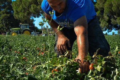 José Luis Pérez, agricultor y migrante climático, examina su tomatera en Rota (Cádiz), el pasado 13 de julio de 2023.