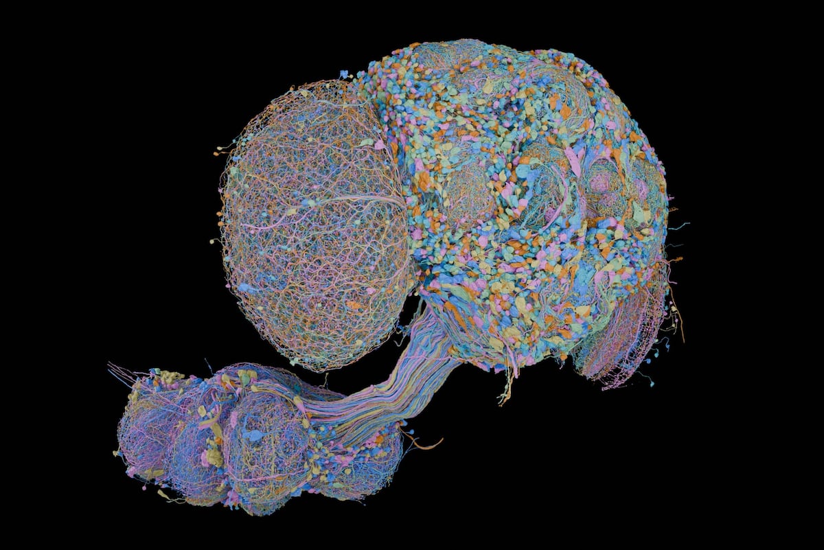 The most detailed brain wiring diagram yet: How 166,000 neurons govern the fruit fly’s behavior
