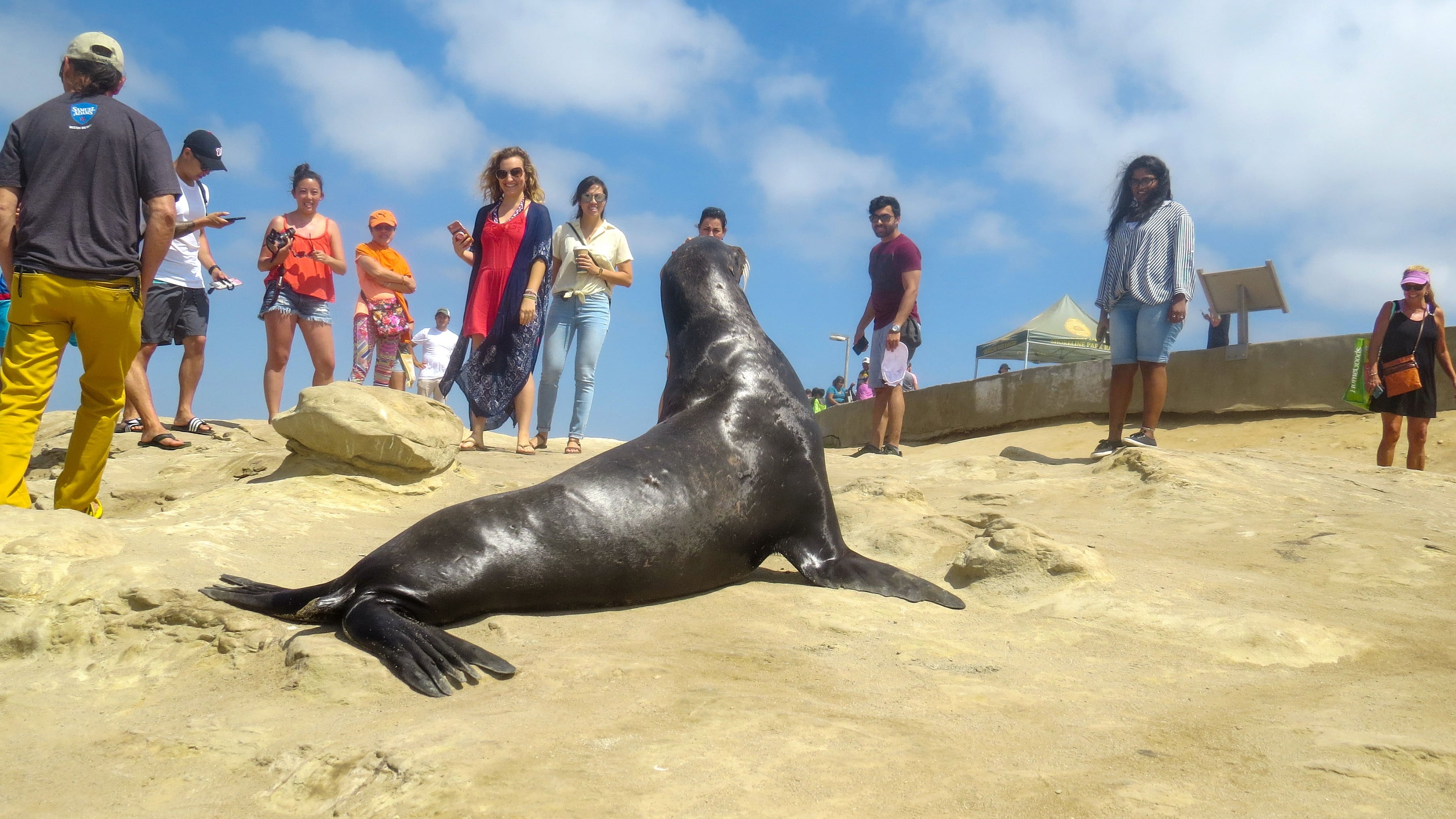 La batalla de La Jolla: turistas y leones marinos se disputan una playa de California