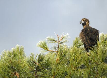 Un buitre negro en el parque natural de Las Batuecas-Sierra de Francia (Salamanca).