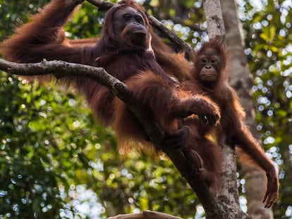 Las orangutanas cuidan a sus crías hasta los nueve años.
