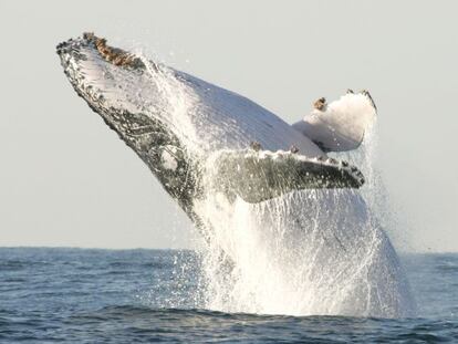 Uma baleia jorobada salta na costa da África do Sul.