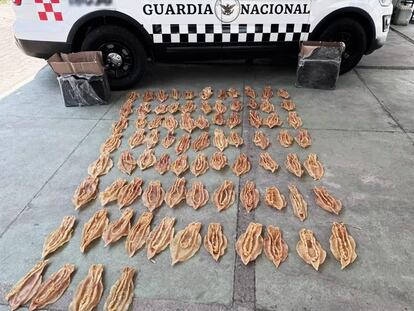 Las 80 vejigas de Totoaba decomisadas por la Guardia Nacional en Tlaquepaque (Jalisco), este 8 de junio.