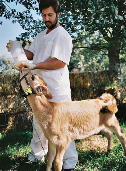 Un veterinario alimenta a una de las terneras modificadas genéticamente.