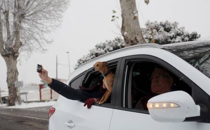 Un perro asoma por la ventanilla de un coche mientras una mujer graba un vídeo con su móvil, el 18 de enero de 2017 en Cehegin (Murcia).