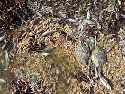 Miles de peces aparecen muertos en la orilla de una playa de San Pedro del Pinatar, en el Mar Menor (Murcia)