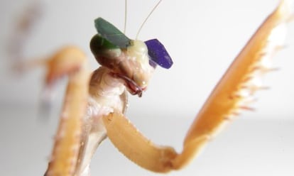 Los científicos colocaron las lentes a las mantis con cera de abeja y les mostraron simulaciones de insectos que se movían alrededor de una pantalla de ordenador.