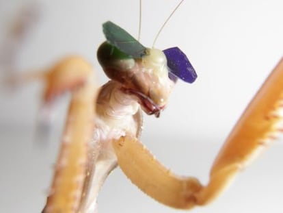 Los cient&iacute;ficos colocaron las lentes a las mantis con cera de abeja y les mostraron simulaciones de insectos que se mov&iacute;an alrededor de una pantalla de ordenador.