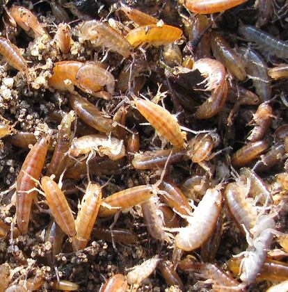 Un grupo de 'Orchestia gammarellus' encontrado bajo una piedra.