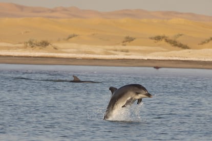 A dolphin leaps out of the water off the coast of Namibia, in a file image. 