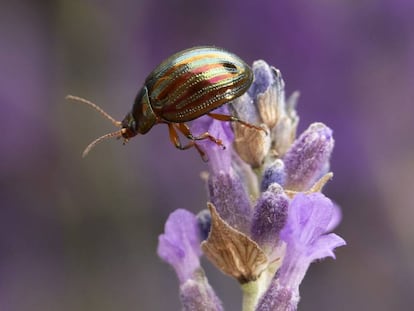 Una abeja en un campo de lavandas en Londres.