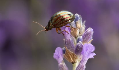 Una abeja en un campo de lavandas en Londres.