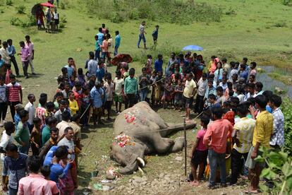 Un grupo de lugareños y trabajadores forestales se reúnen alrededor del cadáver de un elefante cerca de unas vías del tren en Kiranchandra Tea Garden, a unos 30 km de Siliguri (India). El elefante fue golpeado por un tren mientras cruzaba un camino que atraviesa el área conocida como 'el corredor de elefantes'.