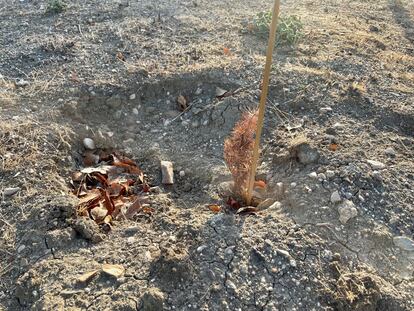 Uno de los árboles ya secos en Ensanche de Vallecas y que ha perdido el plástico protector que lo cubría.