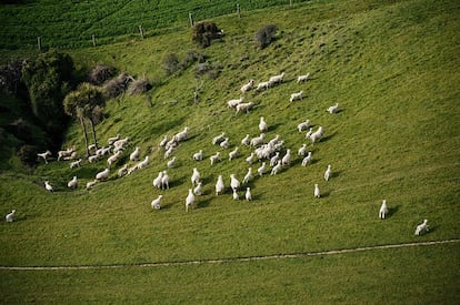 Uno de los rebaños que pertenecen a la compañía New Zealand Merino Limited, que vende 127 millones de fibras de esta materia prima al año.