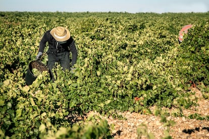 Ruta del Vino de Rueda Valladolid