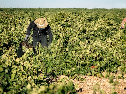 Un vendimiador cosechando a mano en los viñedos de la bodega Cuatro Rayas, en La Seca (Valladolid).