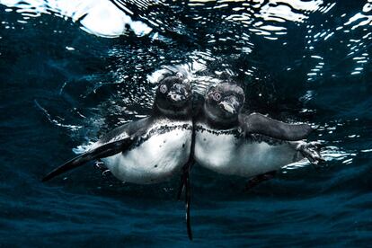 Dois pinguins de Galápagos fotografados em Fernandina (Galápagos).