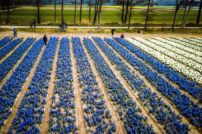 En primavera el parque Keukenhof (en la imagen), en Lisse, está cubierto de bulbos y es uno de los mejores lugares para descubrir muchas de las variedades diferentes de tulipanes.