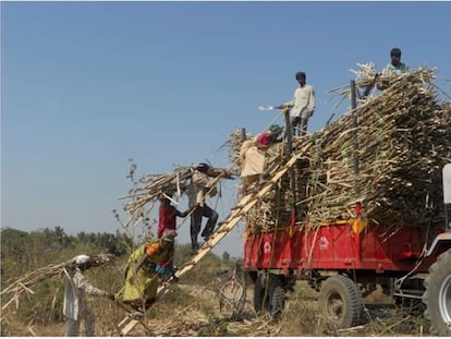 Cortadores de caña de azúcar en Maharashtra, India.