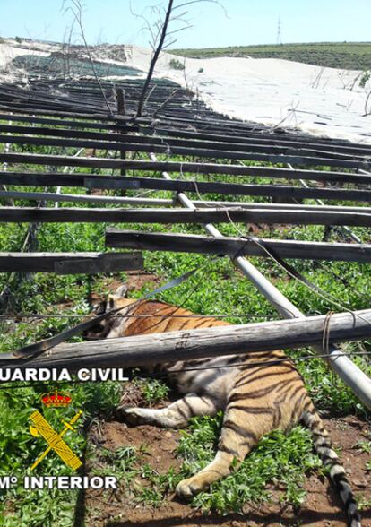 Uno de los tigres abatidos en Gran Canaria tras escaparse de zoologico Cocodrilos Park.