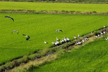 Comporta es una región de tierra fértil. En la foto, cigüeñas en un arrozal.