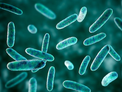 Bacterias como la 'Citrobacter freundii', en la imagen, viven en el intestino y son, normalmente, inocuas.