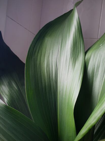 La aspidistra de la abuela Carmen.