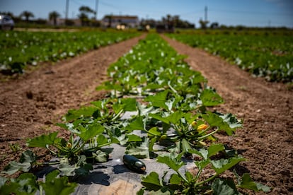 Campos de calabacín de la explotación agraria Hortofrutícola Gavà Group en Viladecans (Cataluña), en mayo de 2023.