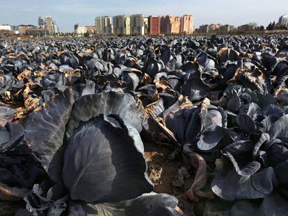 Una imagen de la huerta en el término de Valencia.