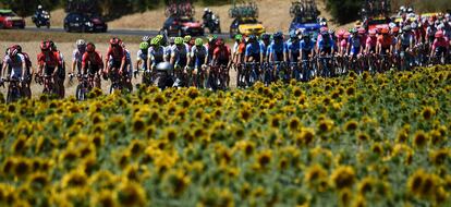 El pelotón a su paso cerca de un campo de girasoles, en la cuarta etapa del Tour de Francia. 