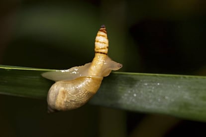 Caracol infectado por 'Leucochloridium paradoxum', un tipo de gusano tremátodo.