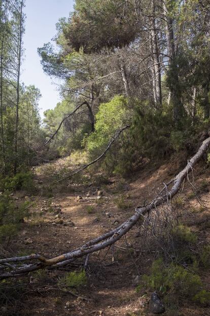 Árboles caídos sobre un andurrial de la Sierra de Altomira (Guadalajara).