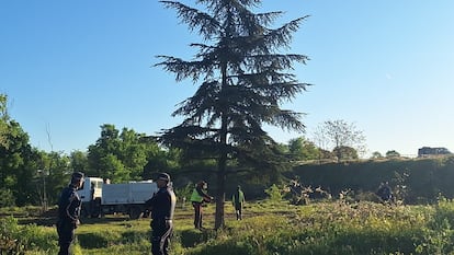 Trabajos de tala de árboles de Montecarmelo en una imagen cedida por la Asociación vecinal de Montecarmelo.