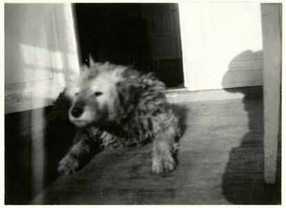 Fips, el perro de Munch, 1930