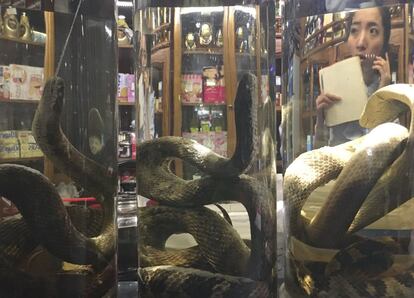 A waitress is seen through bottles of "Hwanggurengi Sul" or snake wine at a restaurant on Tuesday, Sept. 27, 2016, in Pyongyang, North Korea. This alcohol, which can be found all over the country, is believed to improve men's virility. (AP Photo/Wong Maye-E)