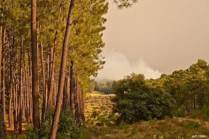 La extinción del incendio en la provincia de Cáceres se ha complicado durante la madrugada del jueves por las fuertes rachas de viento. Según informa la Junta de Extremadura en un comunicado, continúa activado el Nivel 2 de peligrosidad.