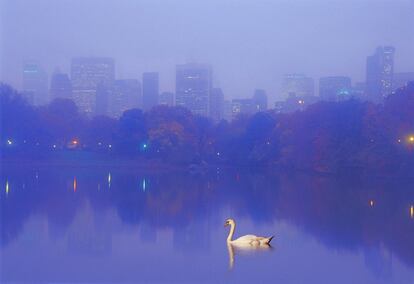 Un cisne en Central Park un día de niebla.