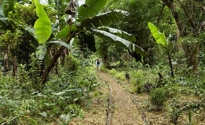 Sendero hacia la cueva de Naihehe Cannibal, en el valle de Sigatoka, en la isla de Viti Levu (Fiyi).