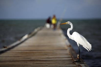 A great white heron stands on a pier as Hurricane Gonzalo approaches to the area in Fajardo, Puerto Rico, Monday, Oct. 13, 2014. Hurricane Gonzalo formed Monday in the Caribbean and was on course to move out over open ocean after buffeting Antigua and nearby islands with heavy rain and wind. (AP Photo/Ricardo Arduengo