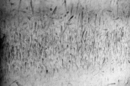 Fingerabdrücke an einer Wand des als „Palästina-Zweig“ bekannten Gefängnisses, die letzte physische Spur von Häftlingen, die unter dem Assad-Regime verschwanden.