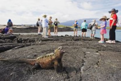 Turistas fotografiando una iguana marina en Isla Isabela, en Galápagos.